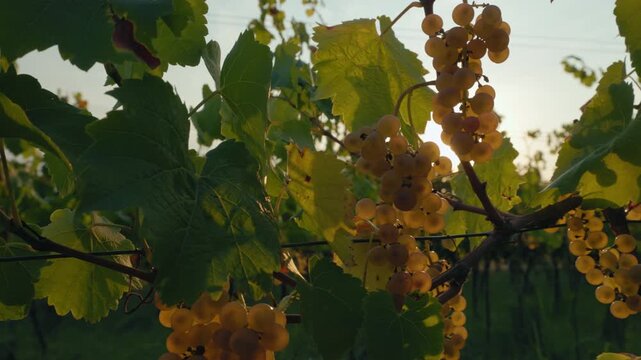 Ripe yellow grapes hanging in the vineyard in the evening sunlight