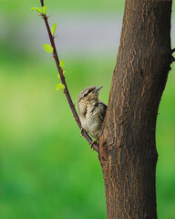 Eurasian wryneck, Jynx torquilla perched on a branch of tree with green background.