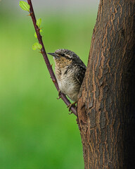 Eurasian wryneck, Jynx torquilla perched on a branch of tree with green background.