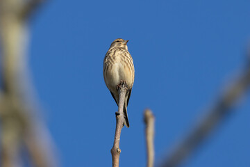 Common Linnet (Linaria cannabina) - Common in coastal dunes farmland and scrub across Europe