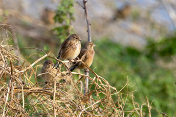 Obraz premium Common Linnet (Linaria cannabina) - Common in coastal dunes farmland and scrub across Europe