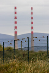 Fototapeta premium Common Linnet (Linaria cannabina) - Common in coastal dunes farmland and scrub across Europe