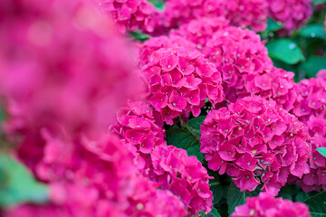 pink hydrangea flower