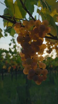 Close-up shot of ripe yellow grapes with sunbeams shining through