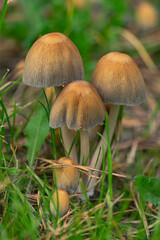 shiny cap mushrooms, (Coprinellus micaceus), emerging from the ground in autumn, close view