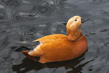 Ruddy shelduck (Tadorna ferruginea), swimming in a lake with snowflakes on its feathers