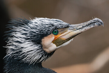 great cormorant, (Phalacrocorax carbo), side view of his head, close view