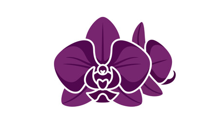 orchid isolated on white