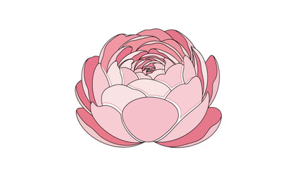 pink lotus flower