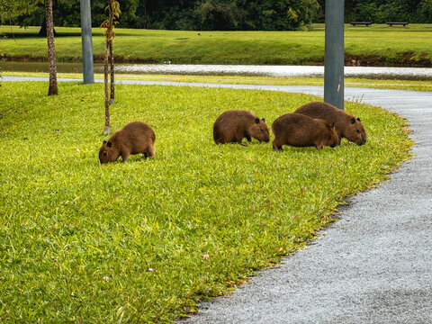 Capivara's eating ghrass, in the Park Tingui. Curitiba PR Brazil