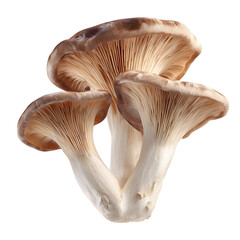 Fototapeta premium Realistic king oyster mushrooms Pleurotus eryngii three pieces arranged naturally detailed gills under the mushroom cap smooth white stems with subtle texture natural beigebrown caps h