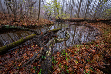 autumn in the forest