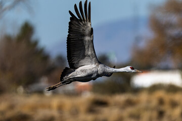Fototapeta premium Sandhill cranes (antigone canadensis) taking flight at their winter home near Wilcox AZ