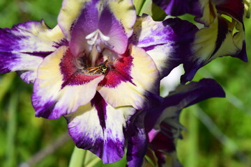 Gladiolus circus club flower close up