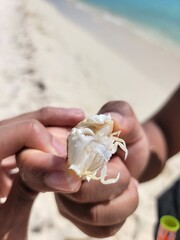 crab species of the beach bahia de las aguilas in the Dominican Republic.