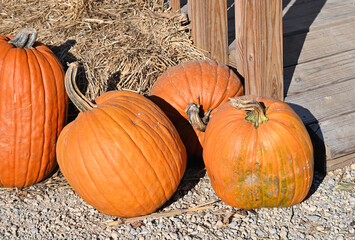 Pumpkins by Wooden Walkway
