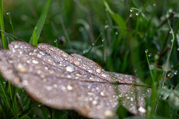 Dew Covered Fallen Leaf on Green Grass in Morning Light
