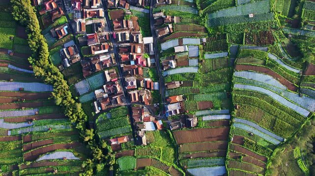 Aerial vertical drone footage of a small village, with green vegetable fields on the side, in the volcanic region of Merapi, Java island, Indonesia
