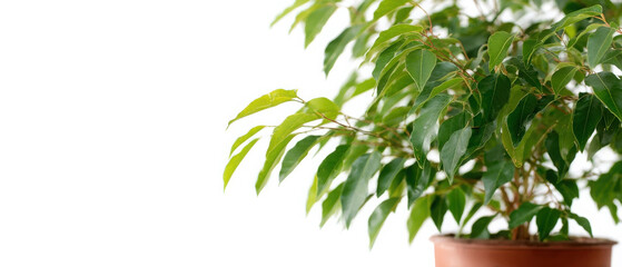Obraz premium Ficus Benjamina thriving indoors with lush green leaves and healthy growth in a simple pot