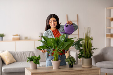 In a bright living room, an attractive young Arab lady is watering her green houseplants. She...