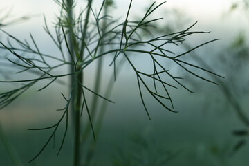 Close-Up of Fresh Green Dill Herb Growing in Garden Soil &ndash; Organic Culinary Herb with Aromatic Leaves in Natural Outdoor Environment