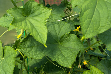 Cucumber Plant with Green Leaves and Yellow Flowers Growing in Greenhouse – Organic Cucumis Sativus Vines on Mesh Support in Vegetable Garden