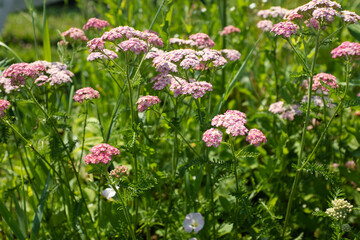 Blooming yarrow flowers on summer meadow, selective focus. Floral meadow for publication, poster, calendar, post, screensaver, wallpaper, postcard, cover, website. High quality photo