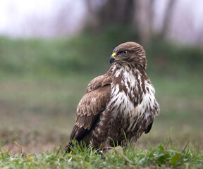 Common buzzard standing on field 