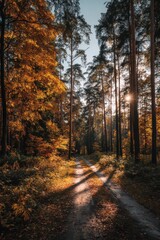 Obraz premium Sunlight Through Autumnal Forest with Tall Trees and Fallen Leaves on a Ground Trail with Warm Tones and Sun Dappled Shadows Creating a Natural Scene