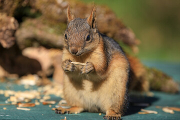 Obraz premium cute squirrel eating nut in nature