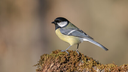 Great tit bird perching on a mossy branch © Birol Dincer 