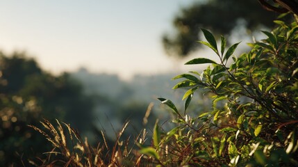 Naklejka premium Morning Serenity: Greenery in Hazy Light on a tranquil scenery