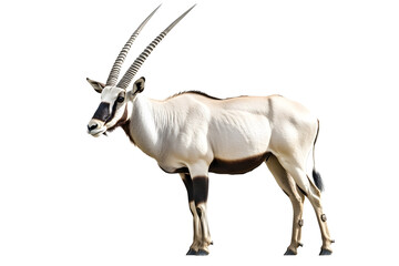 Wild Arabian Oryx leucoryxOryx gazella or gemsbok isolated on white background large antelope in nature habitat Wild animals in the savannah Animal wit
