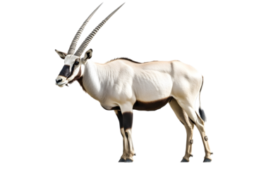 Wild Arabian Oryx leucoryxOryx gazella or gemsbok isolated on white background large antelope in nature habitat Wild animals in the savannah Animal wit