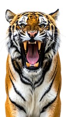Fototapeta premium Close-up of a roaring large cat, showing its teeth and open mouth against a white background. It displays striking orange and black stripes