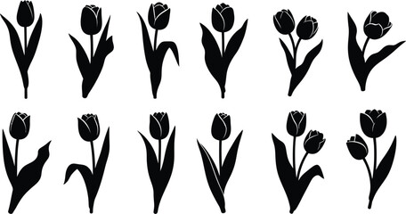 Elegant tulip silhouettes in various poses on transparent background