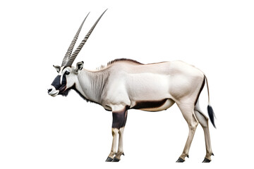Wild Arabian Oryx leucoryxOryx gazella or gemsbok isolated on white background large antelope in nature habitat Wild animals in the savannah Animal wit