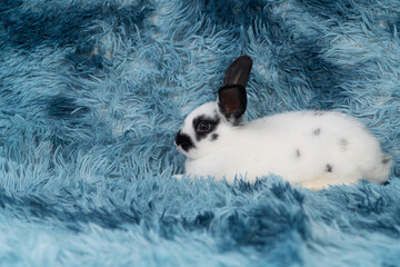 Adorable black and white spotted rabbit lying on blue faux fur rug. Cute bunny pet resting on soft fluffy shaggy carpet texture background with copy space for design.