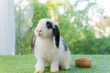 Adorable white and black Holland Lop rabbit sitting near a wooden food bowl on green grass. Cute bunny pet feeding concept in a summer garden with nature background.