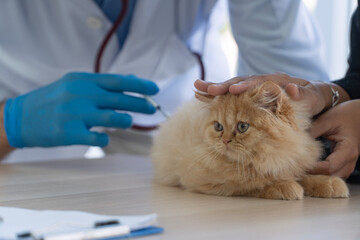 Cute orange Persian cat getting vaccination shot from veterinarian doctor in clinic. Fluffy ginger kitten undergoing medical checkup and injection treatment concept with blue gloves.