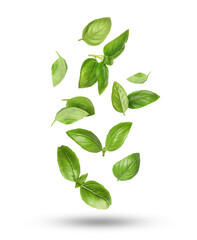 Green basil leaves falling on white background