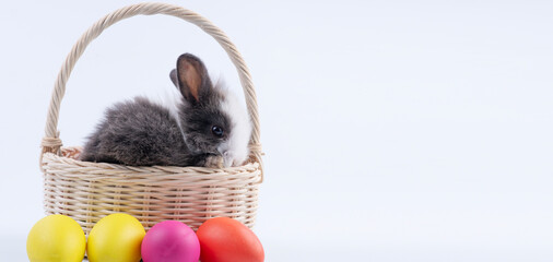 Adorable grey and white baby rabbit sitting in wooden basket with colorful eggs on white background. Cute fluffy bunny pet with painted Easter egg decoration for holiday concept.