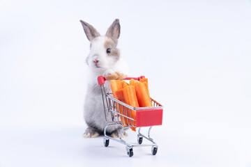 Adorable baby rabbit standing with red shopping cart filled with fresh orange carrots on white background. Cute bunny pet shopping for healthy vegetable food market concept.
