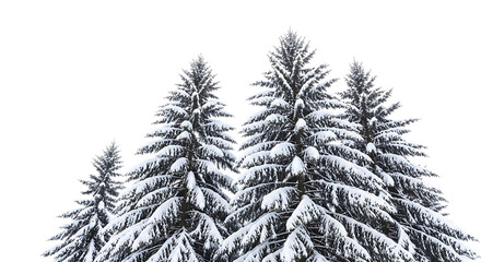 Cluster of snow covered pine trees, with dark background, isolated on a transparent background, cutout, PNG