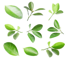Citrus plant. Set of green leaves isolated on white