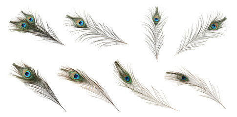 Collection of peacock feathers isolated on white © New Africa