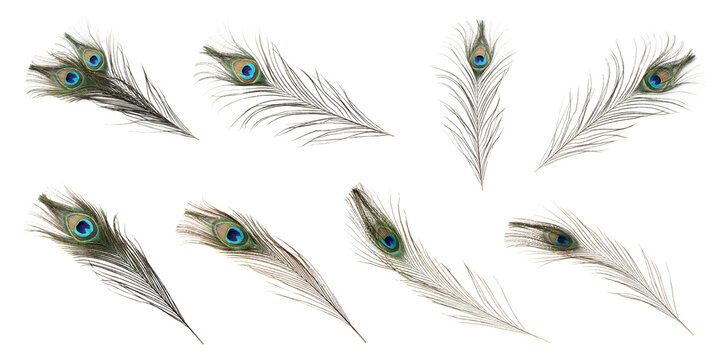 Collection of peacock feathers isolated on white