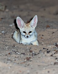 Fennec fox sitting in desert sand with curious face and big ears looking alert
