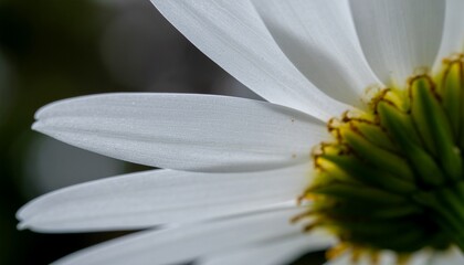 Macro close up of white daisy flower showing petals and back side of flower