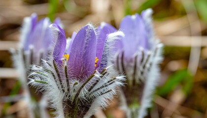 Close-up of purple pasque flowers with blurry background in soft natural light